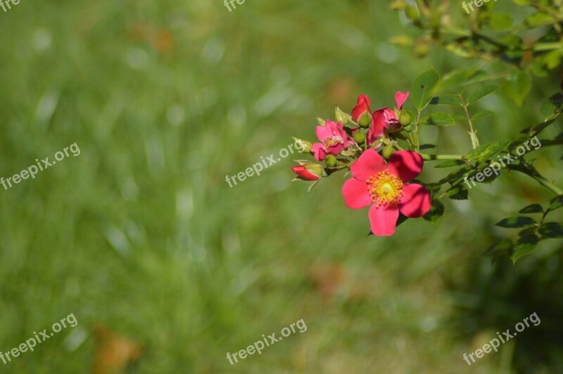 Flower Red Summer Happy Warm