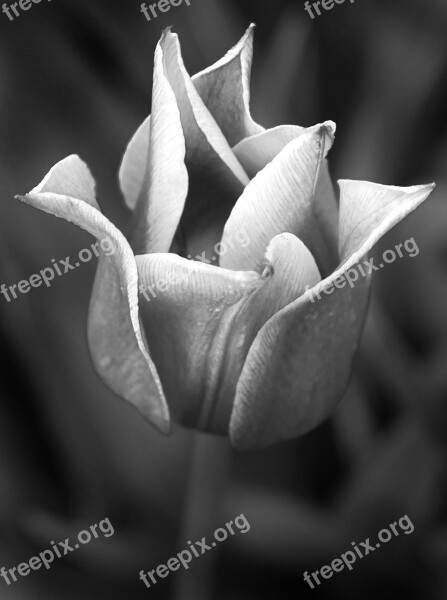 Tulip Plant Flower Black And White Free Photos