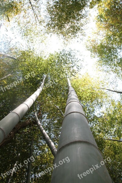 Bamboo Forest Plants Bamboo Forest Free Photos