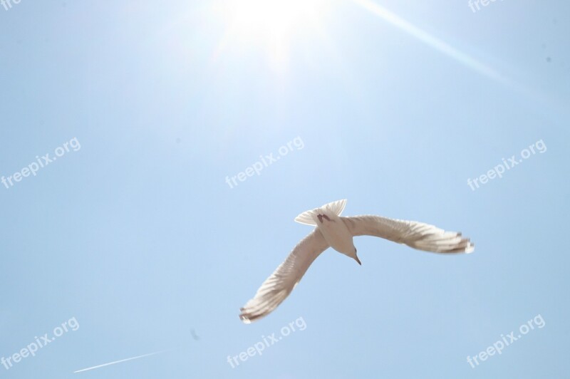 Seagull Sun Blue Sky Seagulls Flight