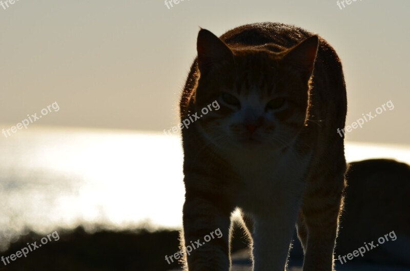 Cat Feline Pet Free Photos