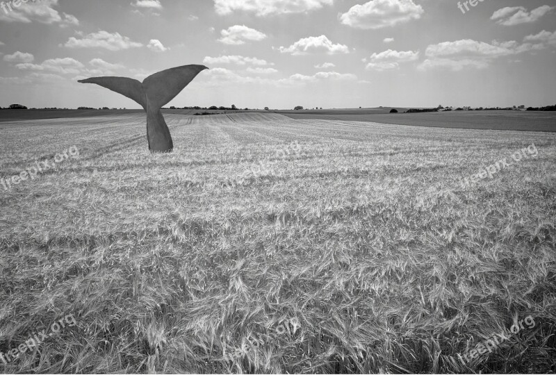 Whale Wheat Cornfield Free Photos