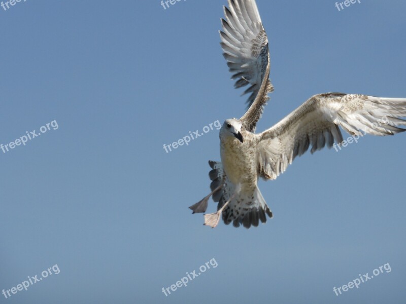 Seagull Bird Flight Wings Sky