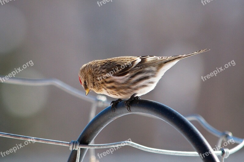 Redpoll Bird Wildlife Nature Feathers