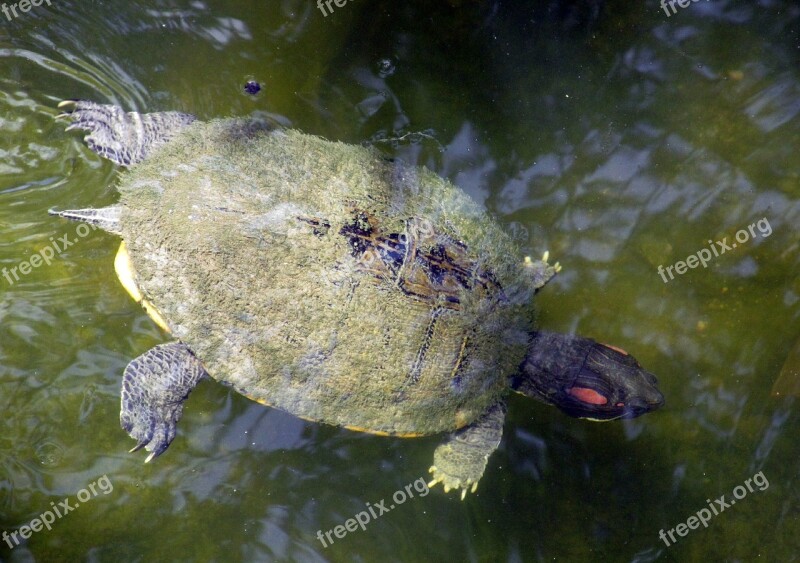 Freshwater Turtle Swimming Water Shell Underwater