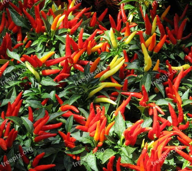 Medusa Ornamental Pepper Plants Red Yellow