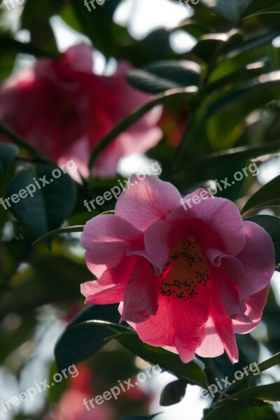 Camellia Pink Backlit Bloom Petal