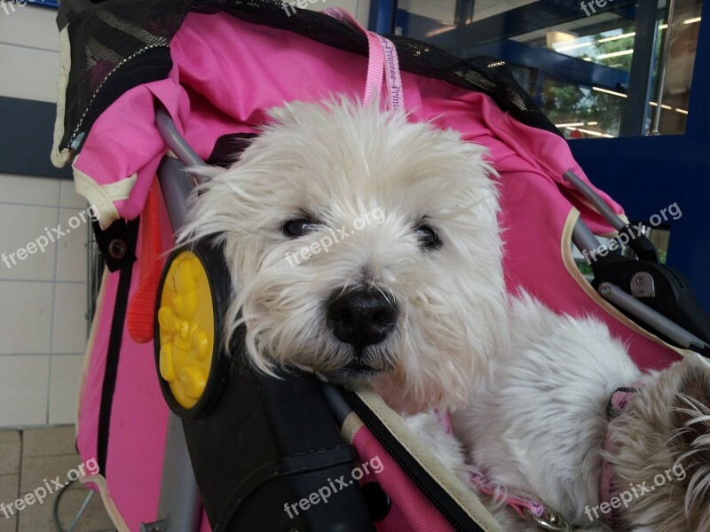 Dog Animal Pet Baby Carriage Sleep