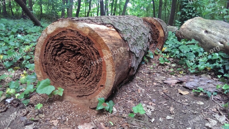 Log Morsch Wood Hollow Hole