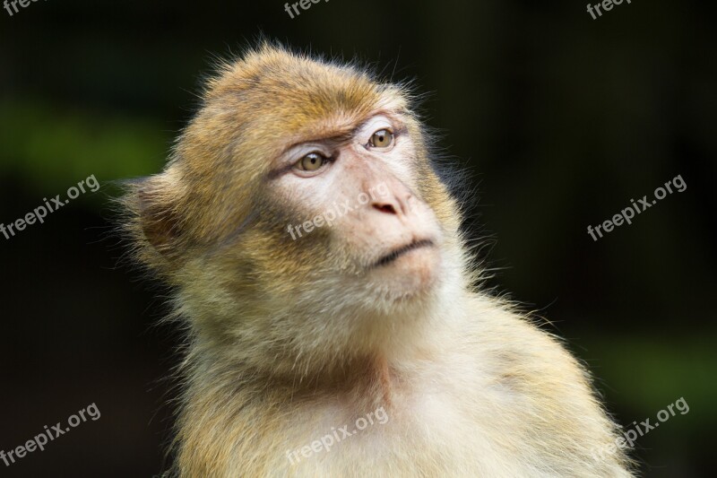 Barbary Ape Monkey Animal Look Curious