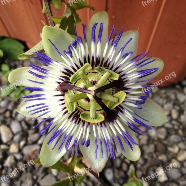 Passionflower Flower Summer Free Photos