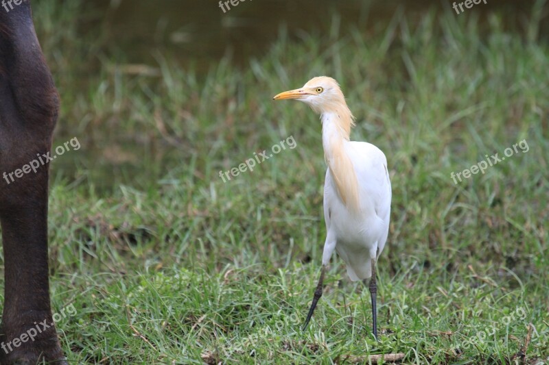 Cattle Egret White Bird Egret Ibis