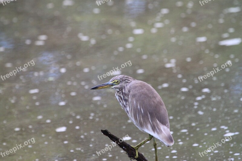 Heron Bird Pond Heron Wildlife Beak