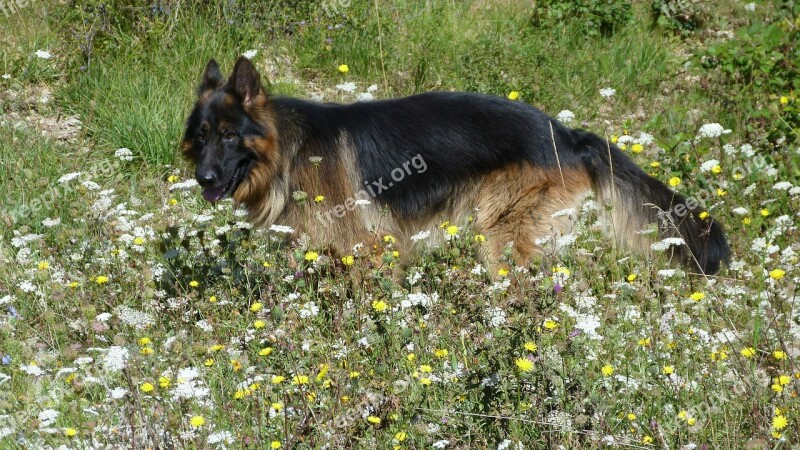 Animals Dogs German Shepherd Prairie Promenade