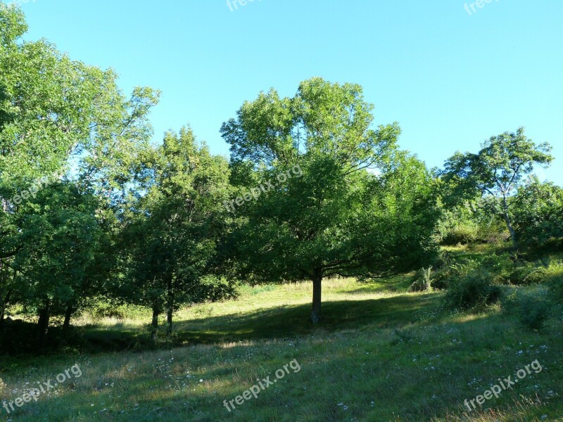 Landscapes Nature Field Summer Trees