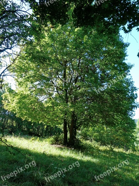 Landscapes Trees Nature Light And Shade Free Photos