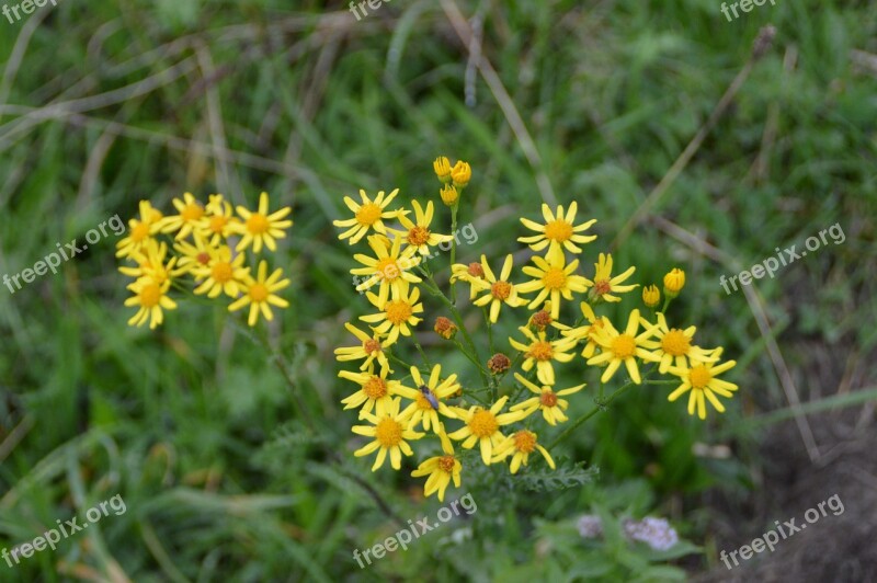 Flower Jacob Ragweed Blossom Bloom Yellow