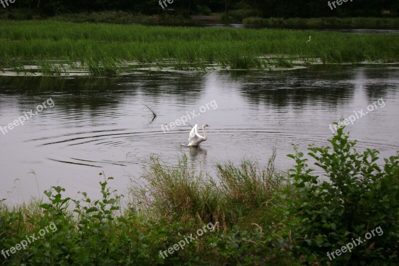 Swan Water Grass Green Nature