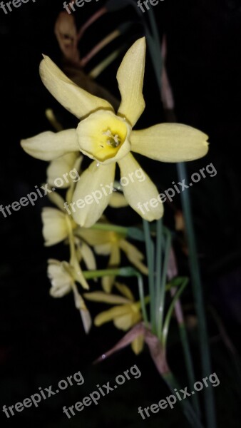 Narcis Botanical Flowers Free Photos