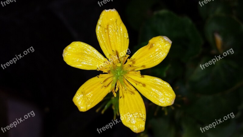 Marsh Marigold Flower Yellow Water Plant Free Photos