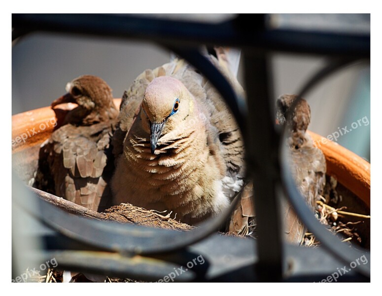 Pigeon Bird Bird's Nest Nature Eye