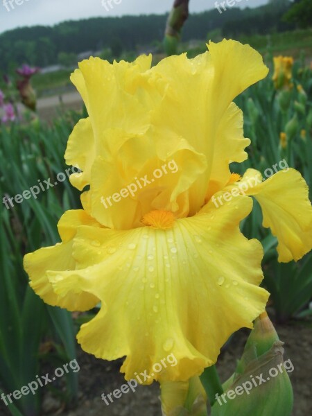 Flowers Iris German Iris Free Photos