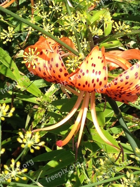 Turk's Cap Lily Flower Bloom Orange Cap Lilly