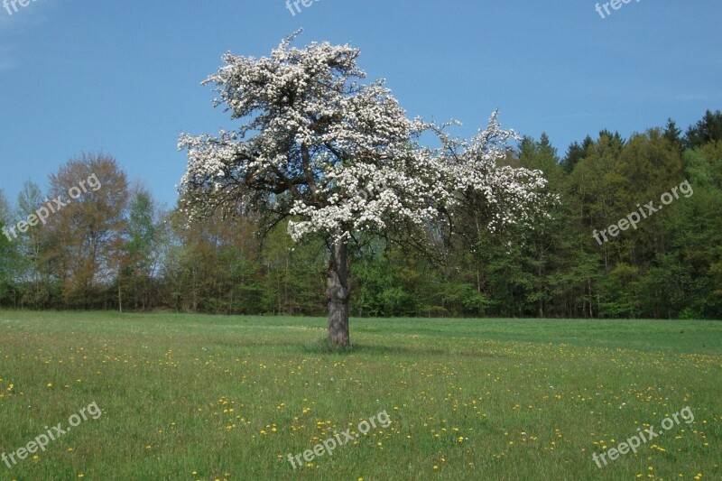 Tree Flowers Apple Blossom Bloom Spring