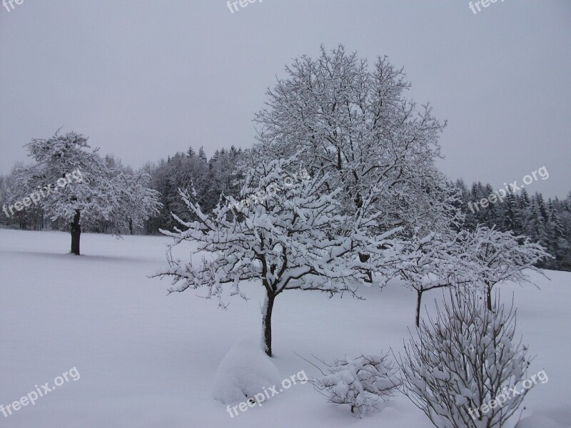 Winter Snow Snow Magic Winter Forest Wintry