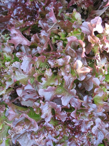 Salad Grass Leaves Greens Green Leaves