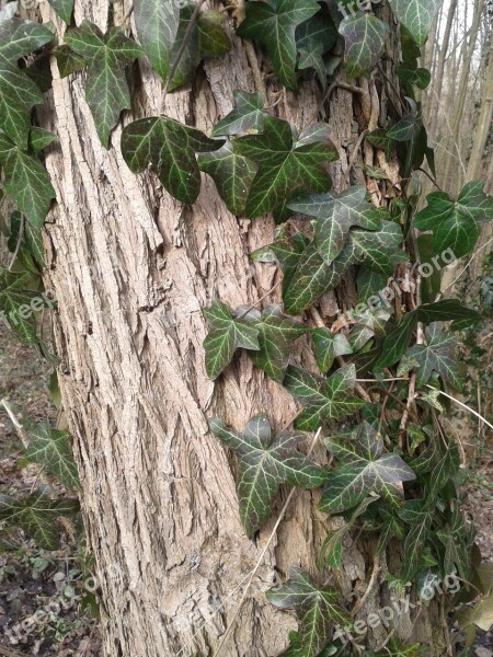 Ivy Bark Tree Nature Sheet