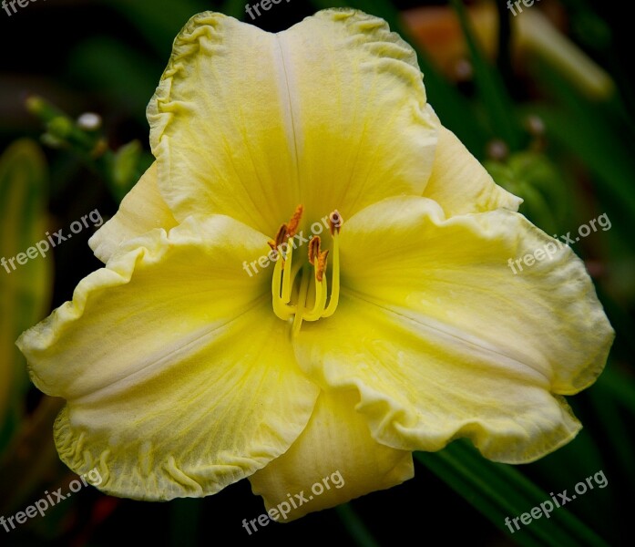 Daylily Lily Flower Cream Yellow