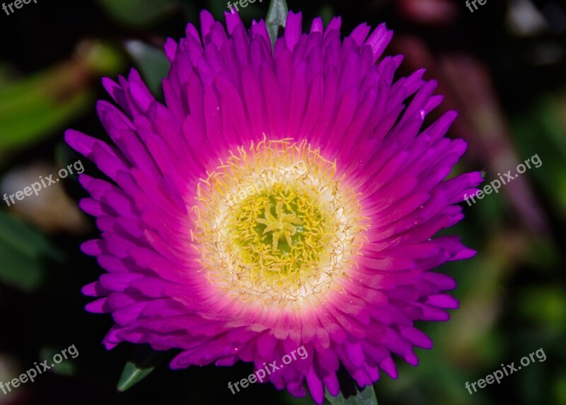 Pigface Flower Purple Yellow Bright