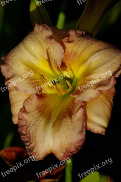 Daylily Lily Flower Red Yellow