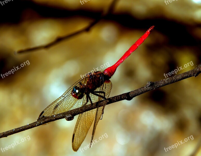 Dragonfly Insect Red Black Wings