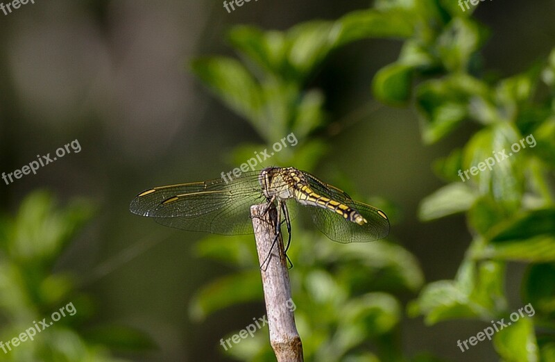 Dragonfly Insect Black Yellow Wings