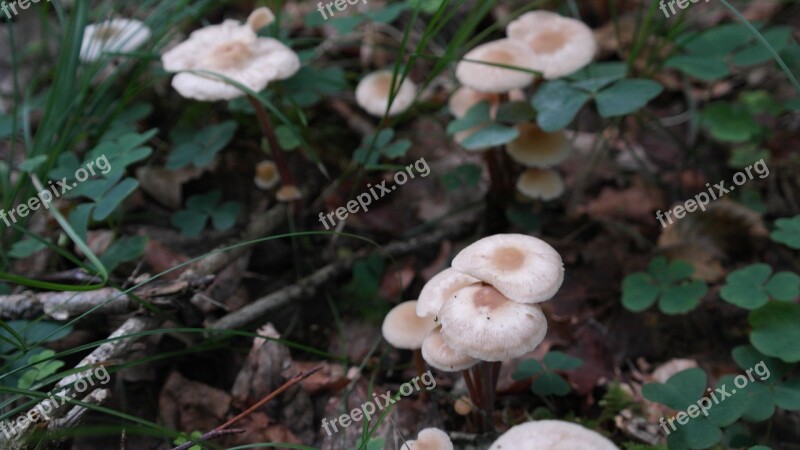 Mushrooms Forest Floor Forest Fruit Nature Forest