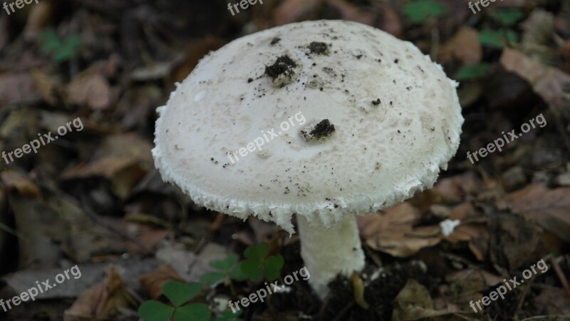 Mushroom Mushrooms Forest White Forest Fruit