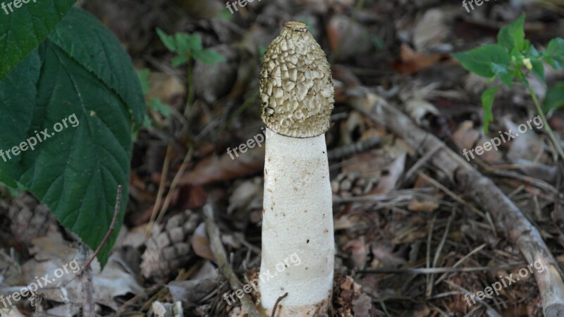 Common Stinkmorchel Mushroom Morel Forest Phallales