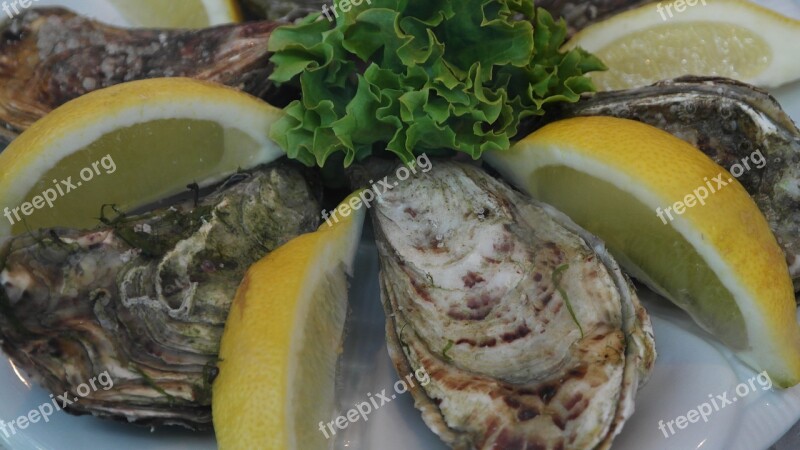 Oysters Delicacy Food Seafood Delicious