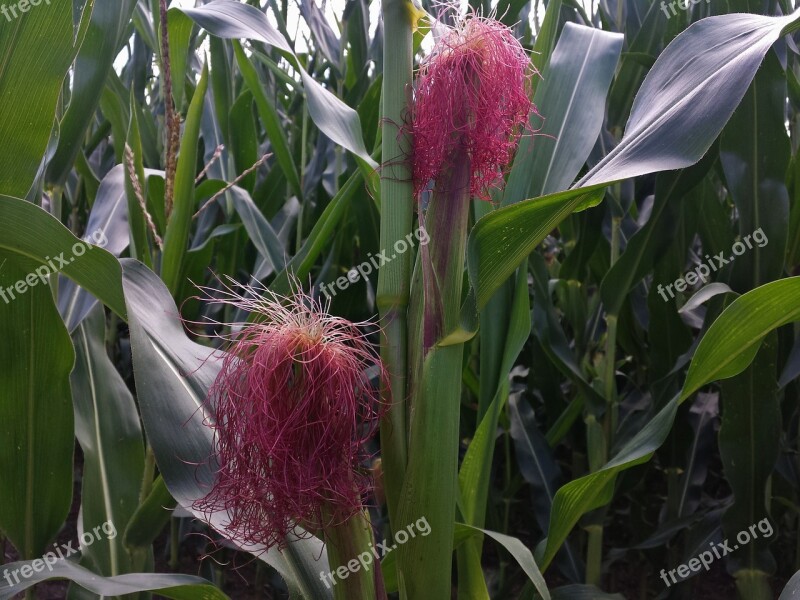 Corn Corn On The Cob Fodder Maize Cornfield Corn Plants