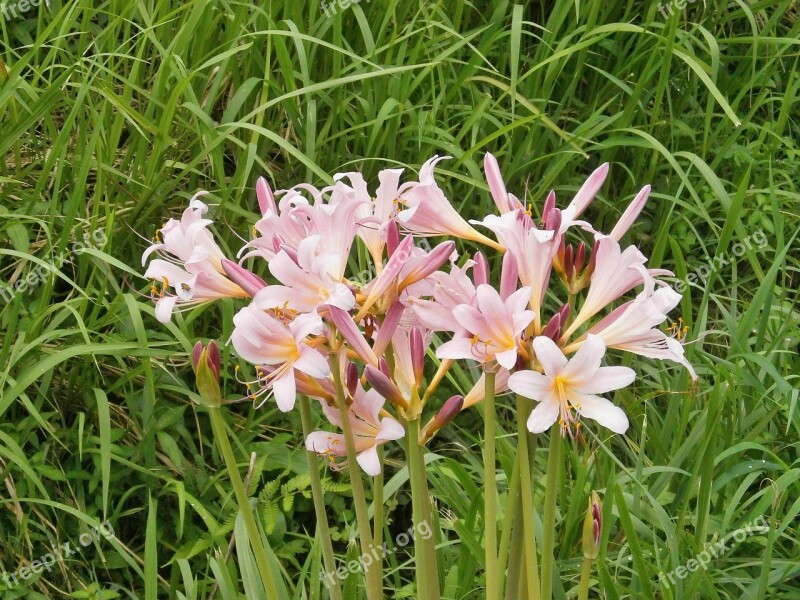 Licorice Amaryllidaceae Genera Lycoris Squamigera Amaryllidaceae Pink Flower