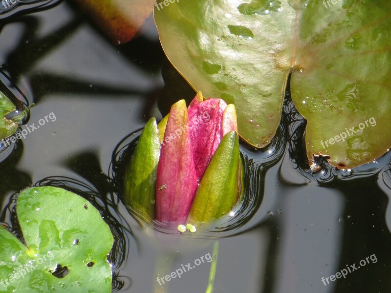 Water Lily Pond Bud Aquatic Plant Free Photos