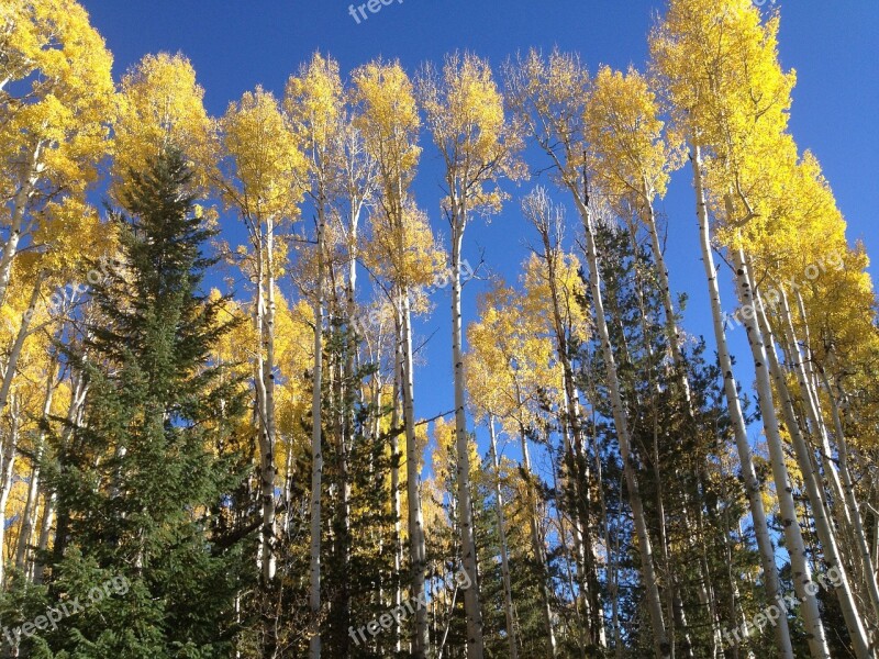 Aspen Trees Forest Trees Autumn Fall