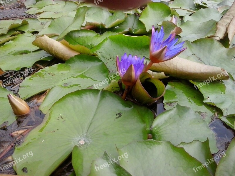 Water Lily Lily Purple Green Plant