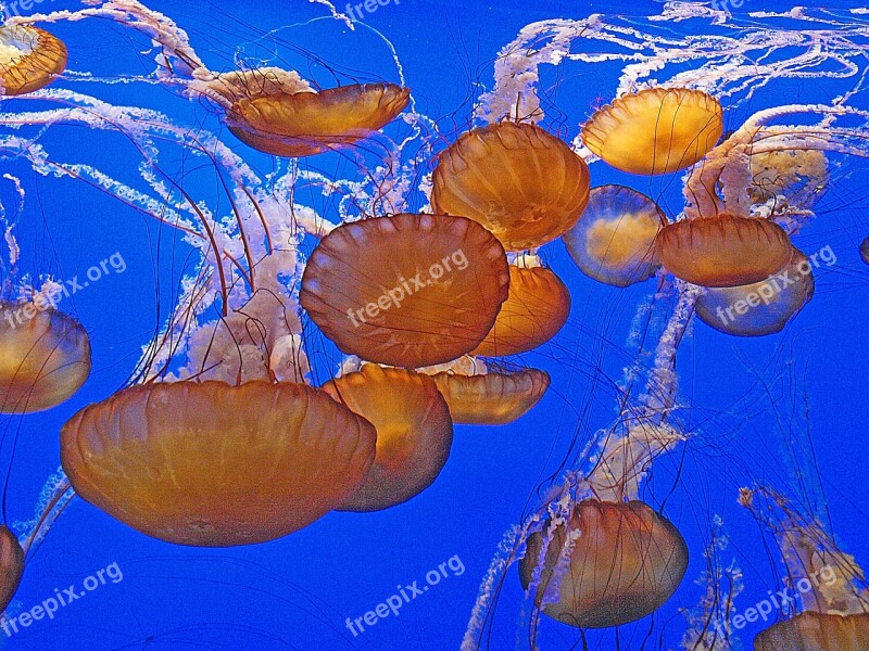 Jellyfish Sealife Animals Invertebrates Ocean