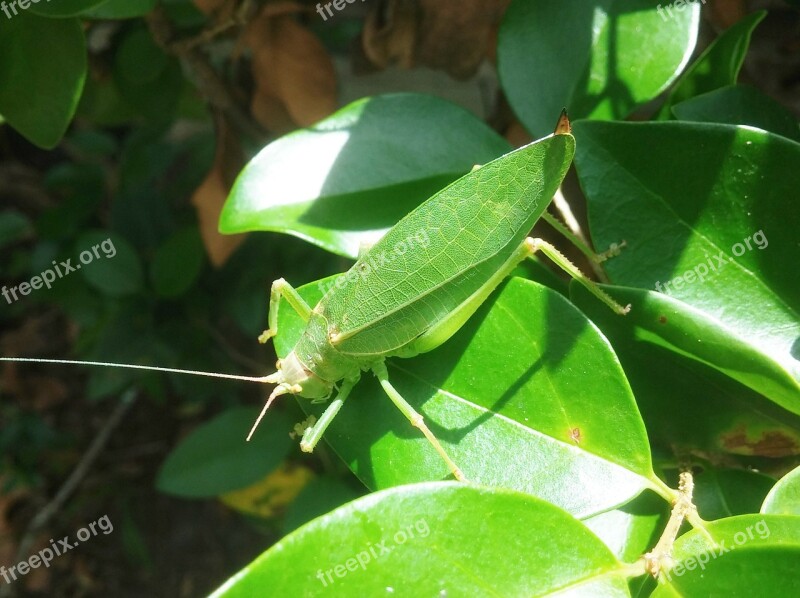 Grasshopper Camouflage Katydid Leaves Green