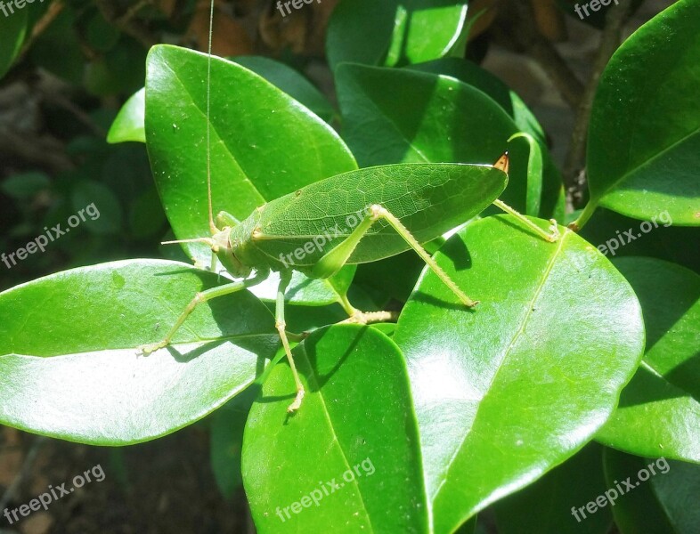 Grasshopper Katydid Camouflage Leaves Green