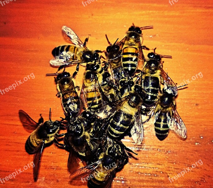 Bees Animals Insects Free Photos