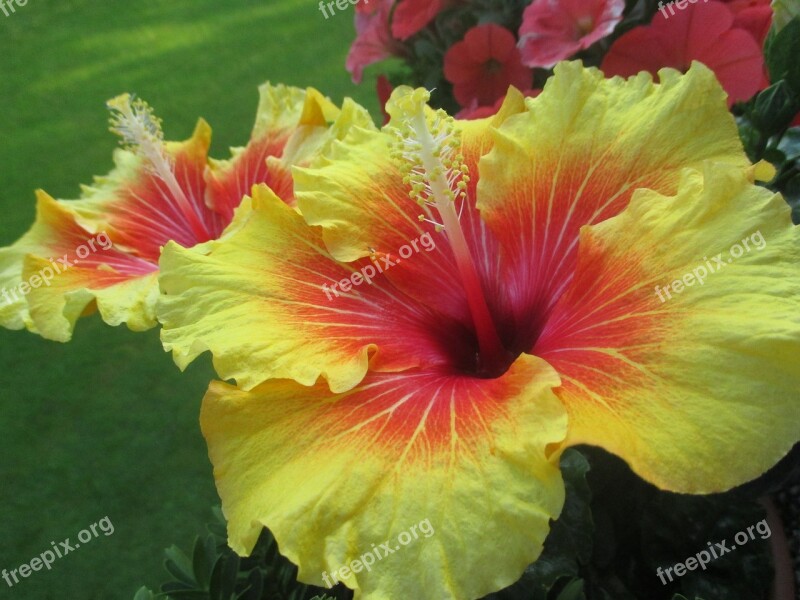 Hibiscus Flowers Blossom Bloom Yellow